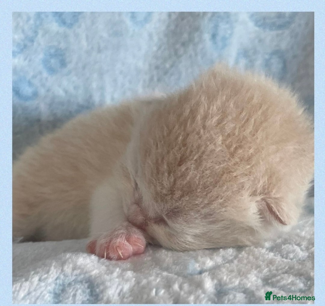 British Shorthair cats for sale: ⭐️Beautiful GCCF British Shorthair Male kitten - Image 9