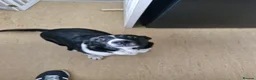 Border Collie dogs for sale: Border Collie, 6 month old, in Wigan - Advert 2