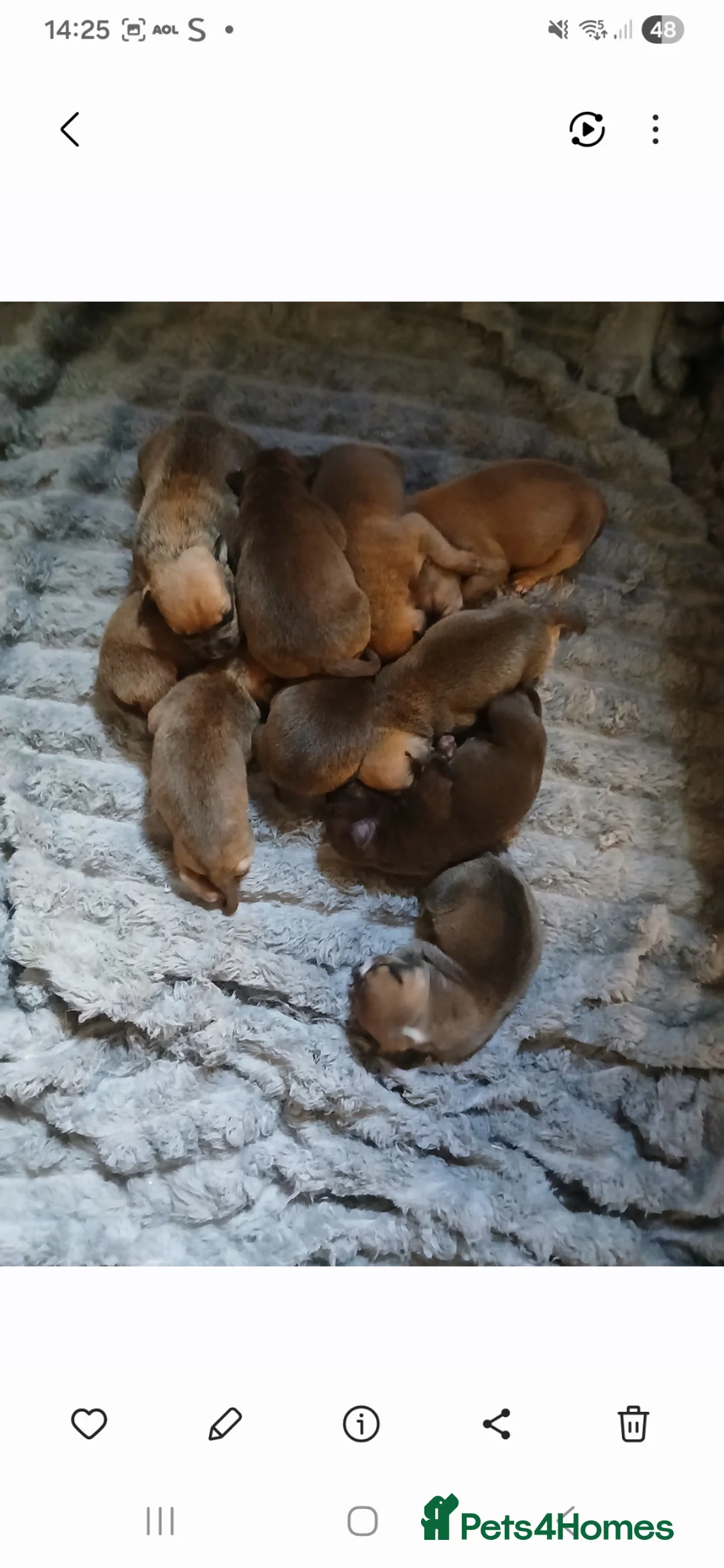 Staffordshire Bull Terrier dogs for sale: Staffy puppies - Advert 2