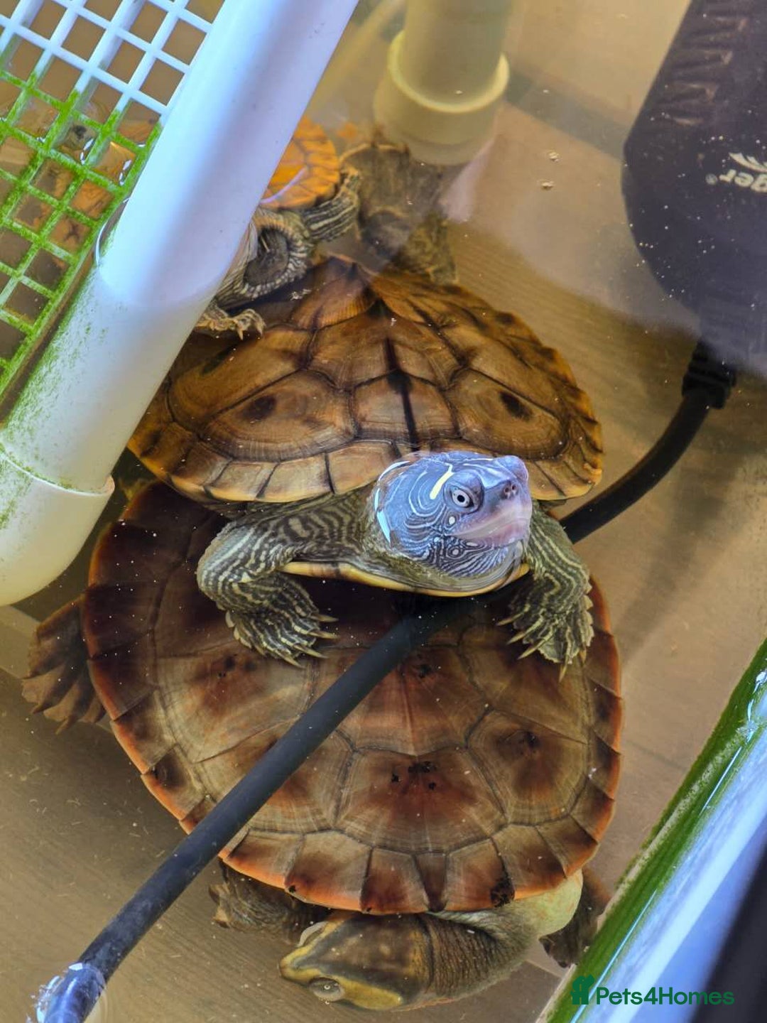 Turtle reptiles for sale: Pink Bellied and map turtle for sale - Advert 2