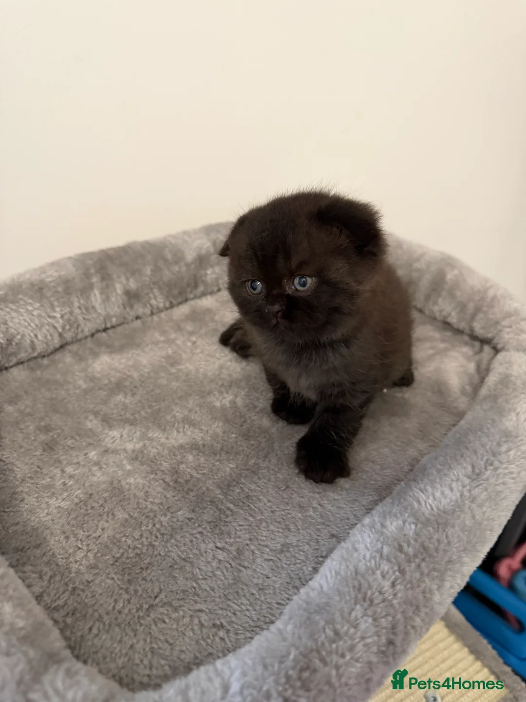Scottish Fold cats for sale: Scottish fold female kitten pure breed in London - Advert 13