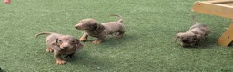 Miniature Dachshund dogs for sale: Mini dachshund  - Advert 12