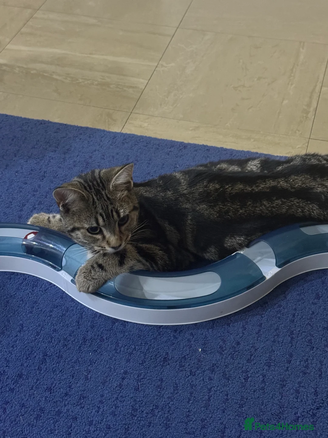 Mixed Breed cats for sale: 7 month female kitten for sale - Advert 3