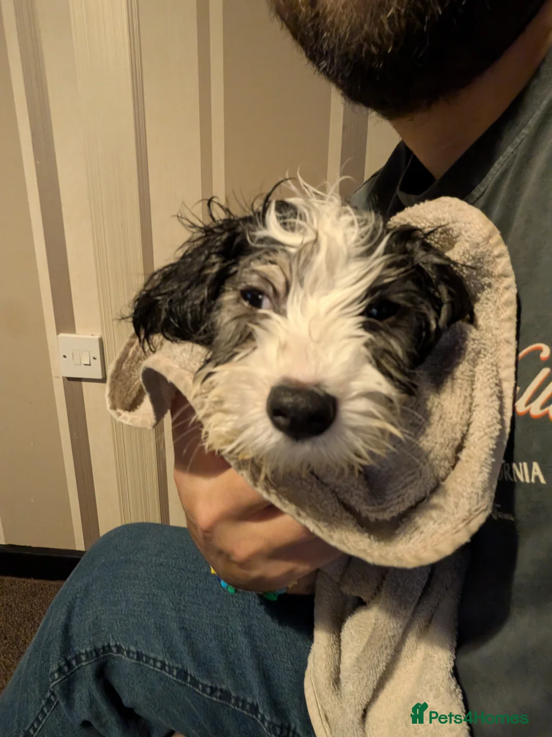 Mixed Breed dogs for sale: Disabled Puppy 5 months old - Advert 3