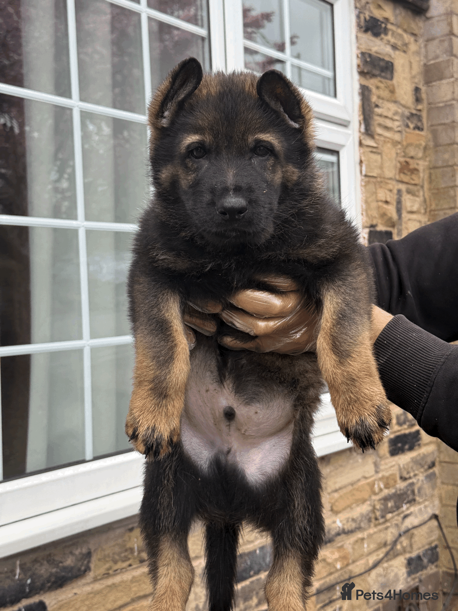 German Shepherd dogs German Shepherd Puppies Exceptional Bloodlines - Advert 3