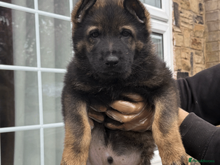 German Shepherd dogs German Shepherd Puppies Exceptional Bloodlines - Advert 4