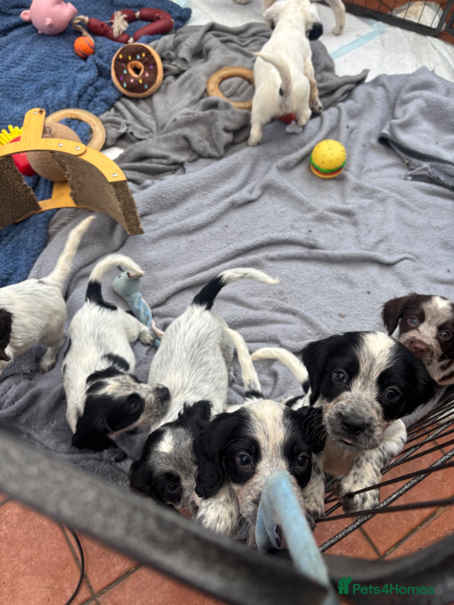 Sprocker dogs Sprocker Spaniels- trusted breeder  **  - Advert 2