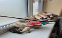 Scottish Fold cats for sale: 2 boys left! TICA registered Scottish Fold - Image 1