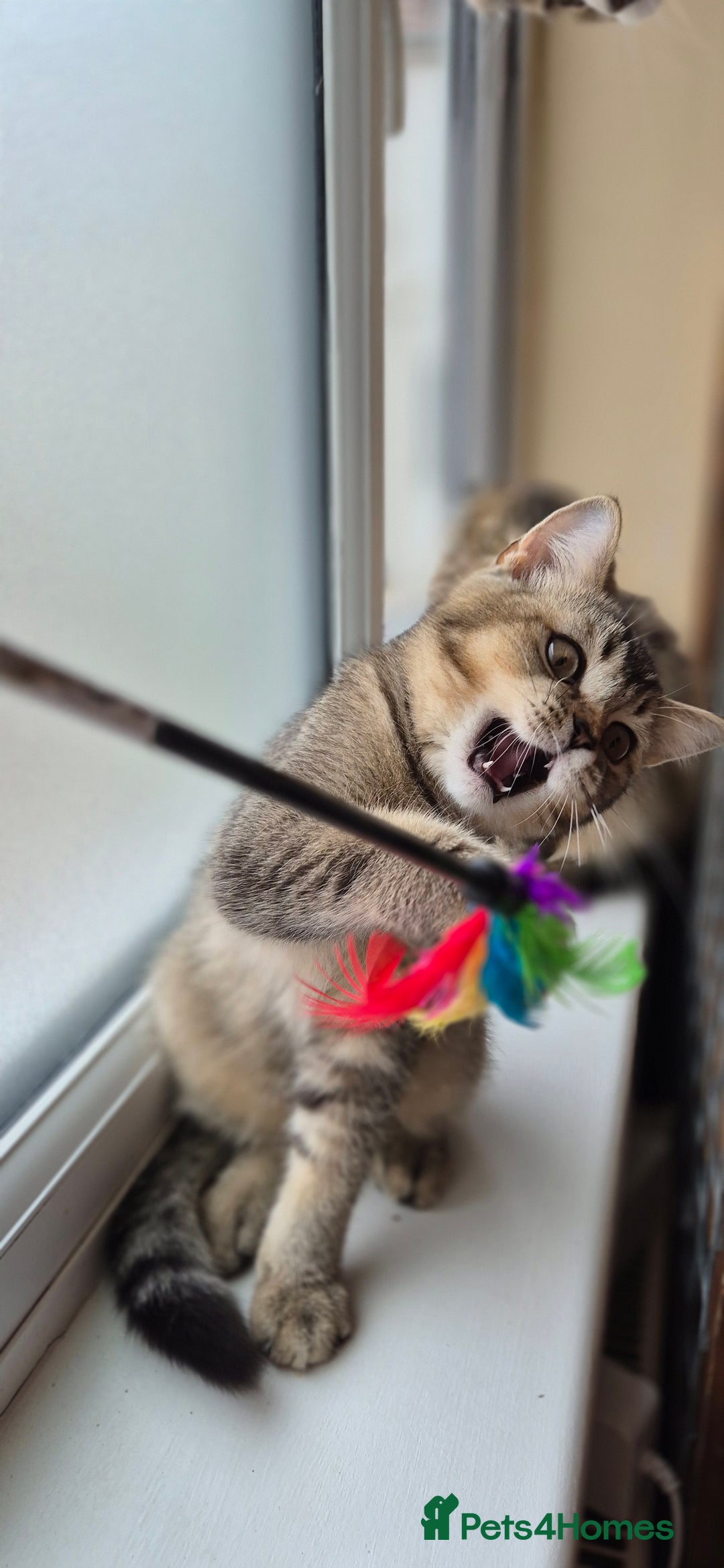 Scottish Fold cats for sale: 2 boys left! TICA registered Scottish Fold - Image 1