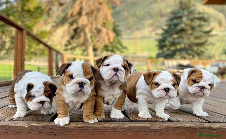 English Bulldog dogs - Advert 16