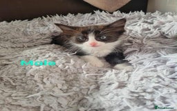 Mixed Breed cats for sale: Ragdoll Turkish angora mix  - Image 7
