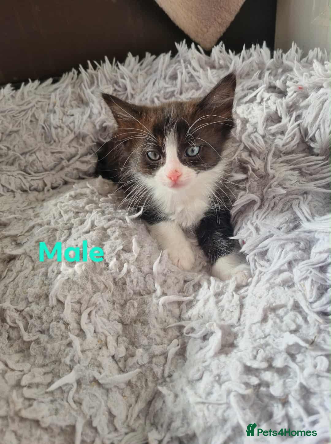 Mixed Breed cats for sale: Ragdoll Turkish angora mix  - Image 7
