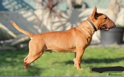 English Bull Terrier dogs for stud: Proven Bull Terrier studs x 2 - Image 3
