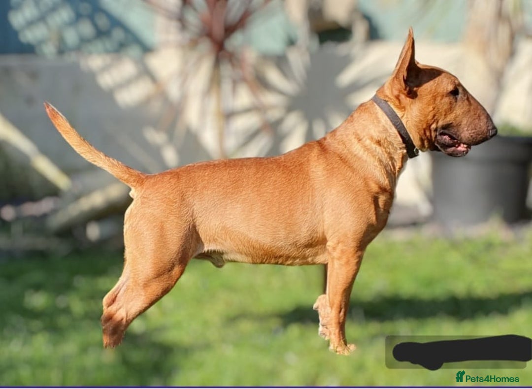 English Bull Terrier dogs for stud: Proven Bull Terrier studs x 2 - Image 3