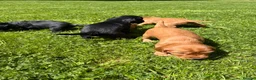 Cocker Spaniel dogs for sale: Litter of Cute Cocker Spaniels in Liverpool - Advert 10
