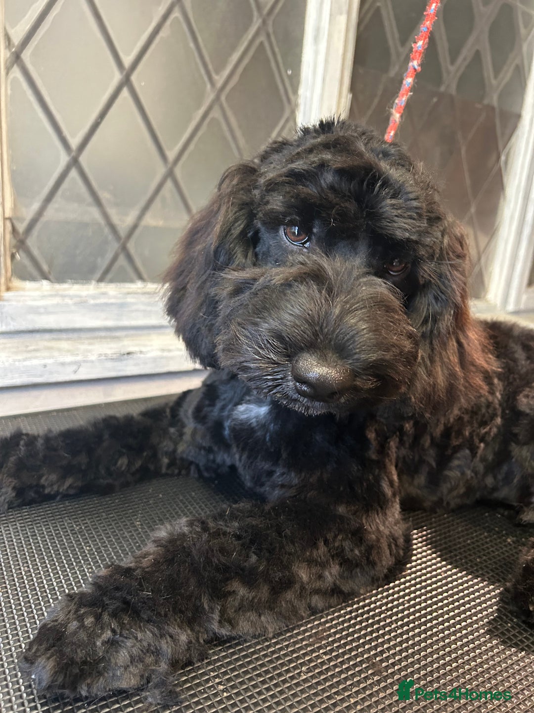 Cocker Spaniel dogs for stud: For Stud only Northampton - Advert 6