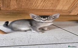 Abyssinian cats for sale: All kittens reserved, thank you 😻 - Image 5