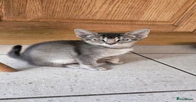 Abyssinian cats - Advert 1
