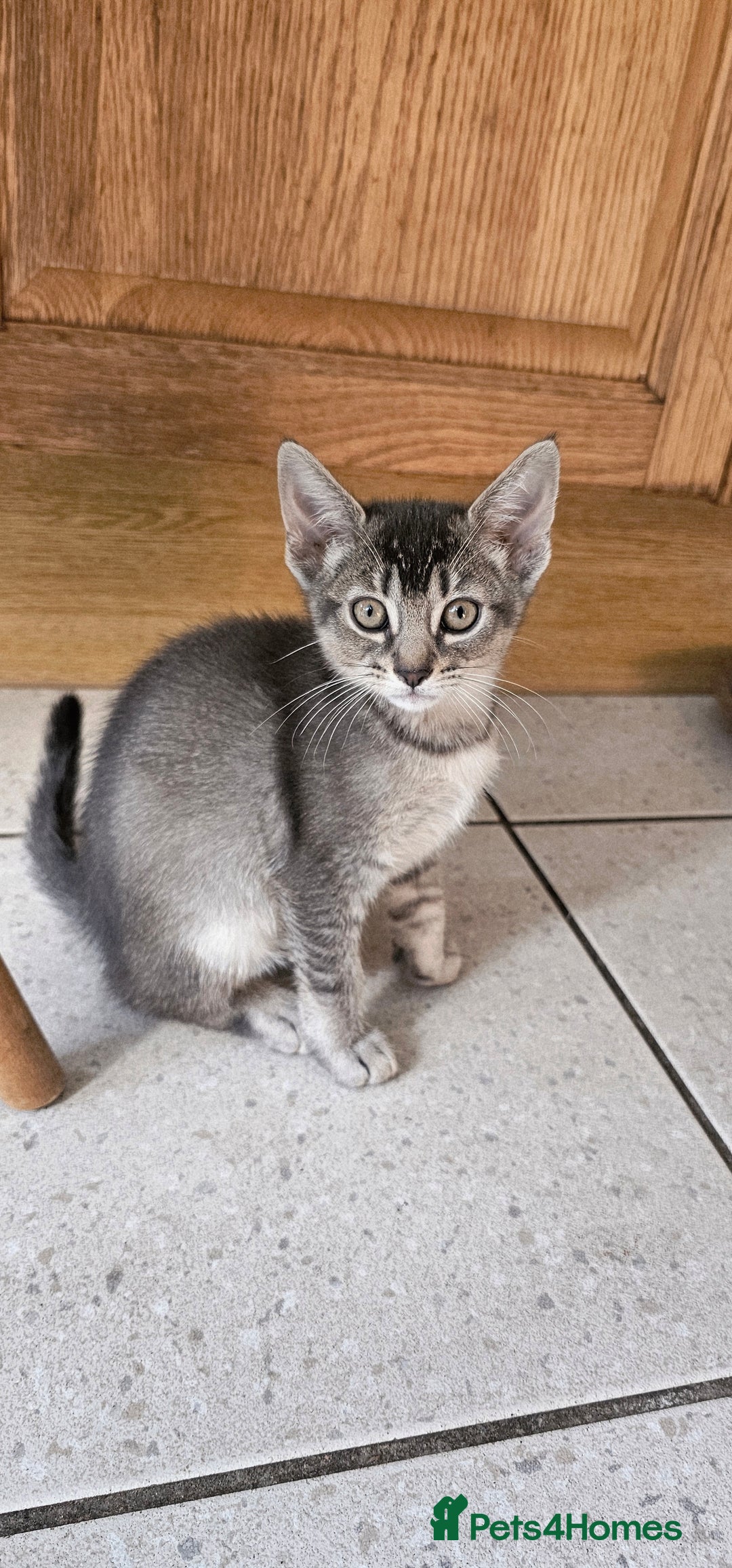 Abyssinian cats for sale: All kittens reserved, thank you 😻 - Image 5