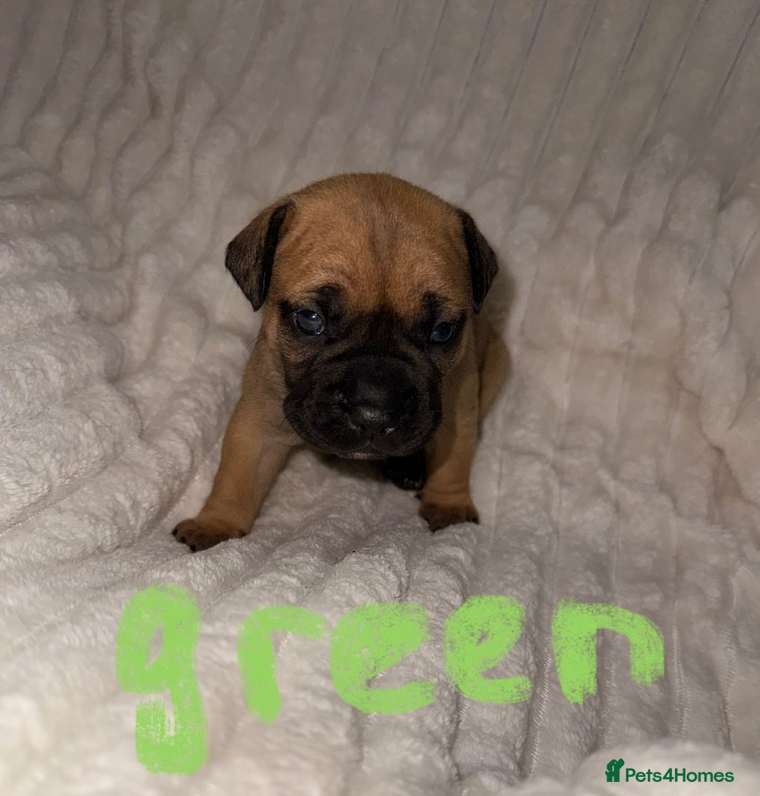 Mixed Breed dogs for sale: American french bully  - Advert 6