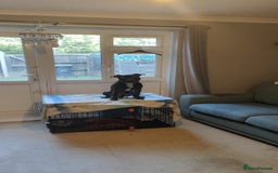 Staffordshire Bull Terrier dogs for stud: Dodger for stud! - Image 1