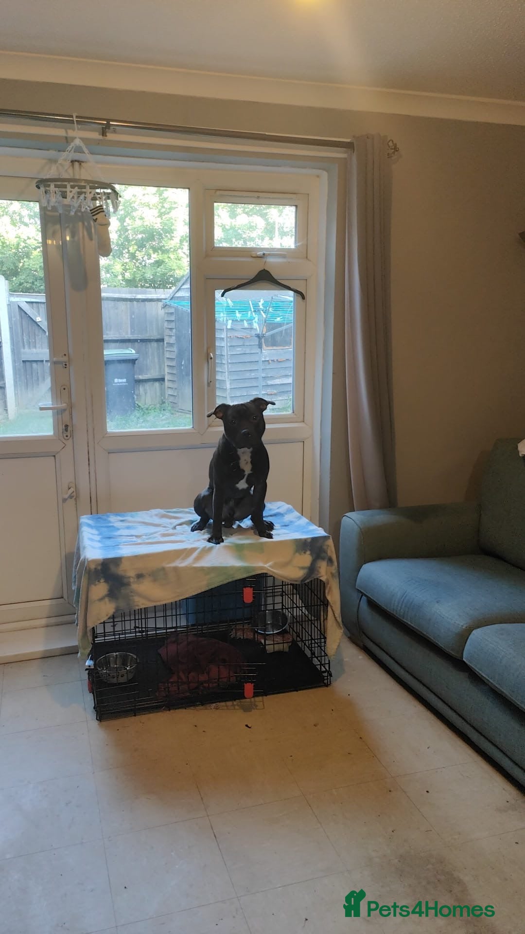 Staffordshire Bull Terrier dogs for stud: Dodger for stud! - Image 1