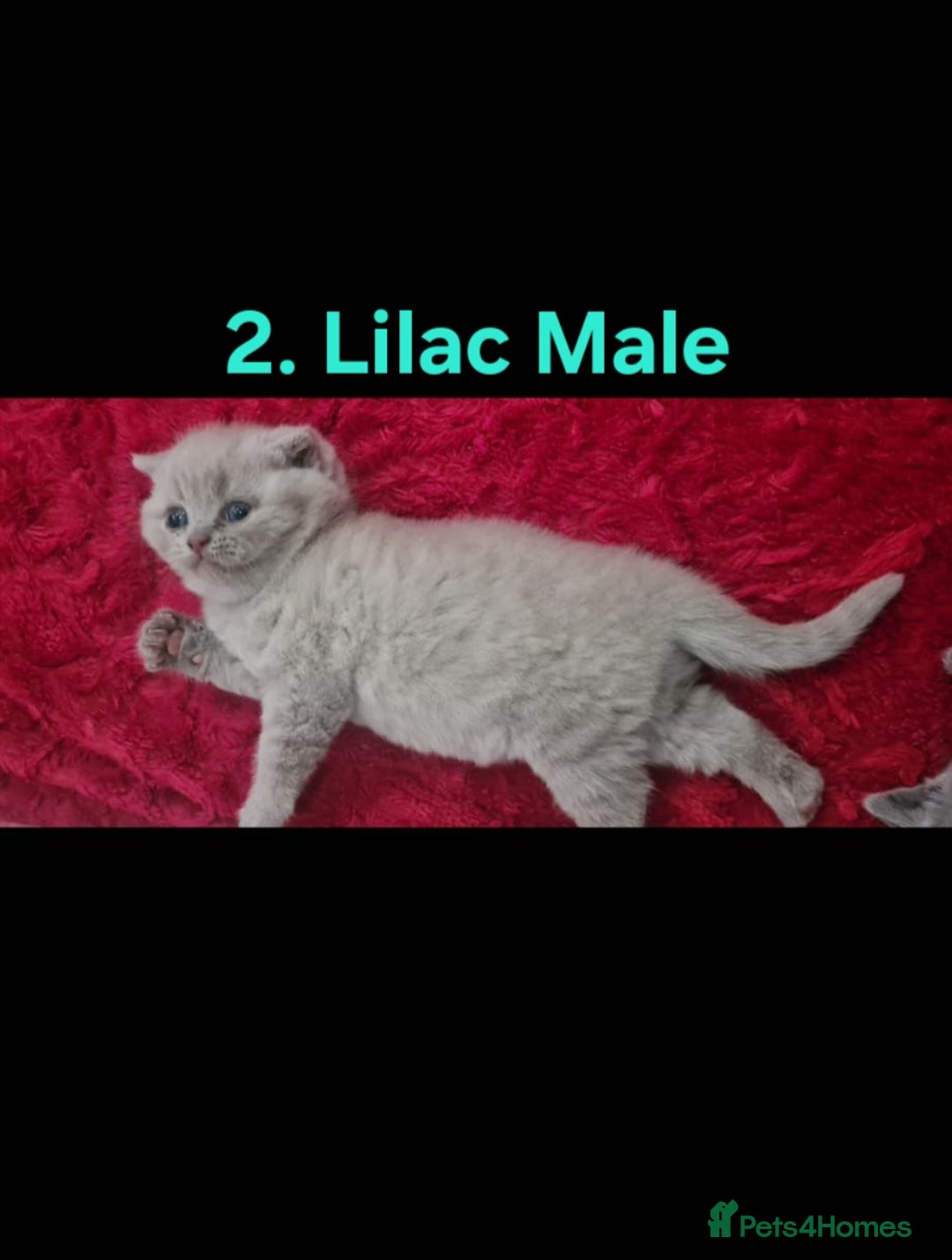 Scottish Fold cats for sale: Beautiful Scottish fold/British Shorthair Kittens! - Advert 2