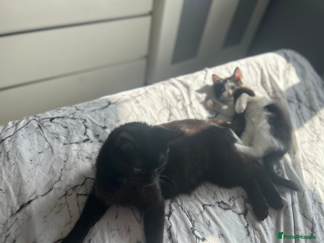 Mixed Breed cats for sale: Female kitten (Mabel) - Image 2