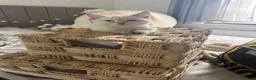 British Shorthair cats for sale: final female British shorthair kitten of litter 🐾 - Advert 7