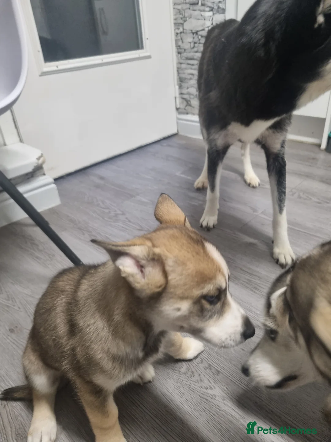 Siberian Husky dogs for sale: Rare Grey Agouti siberian husky  💖 fully insured - Advert 19