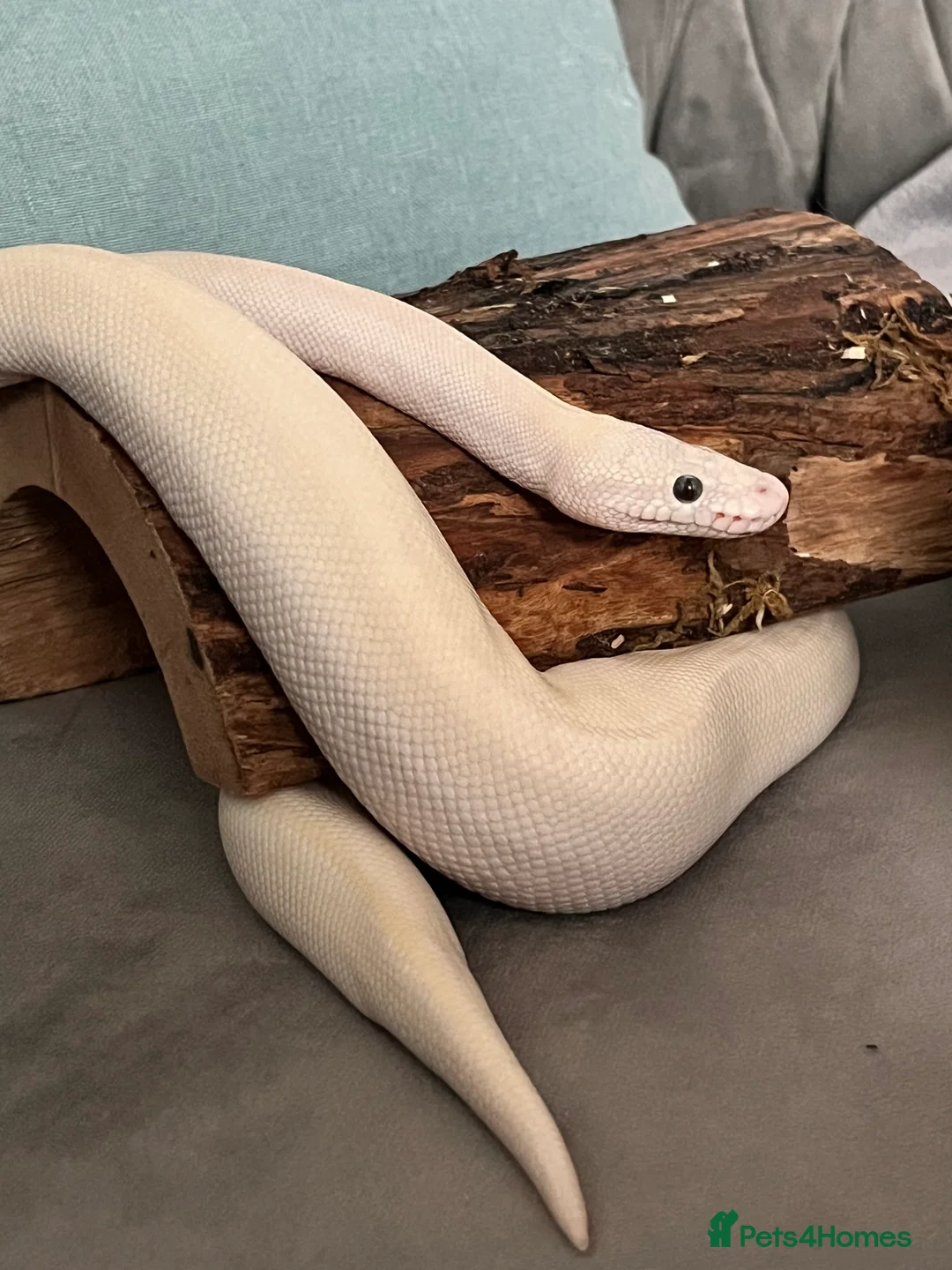 Python Snake reptiles for sale: Female Albino Royal Python – Healthy & Calm in Ramsgate - Advert 8