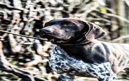 German Shorthaired Pointer dogs for stud: Outstanding GSP for Stud in Southampton - Image 6