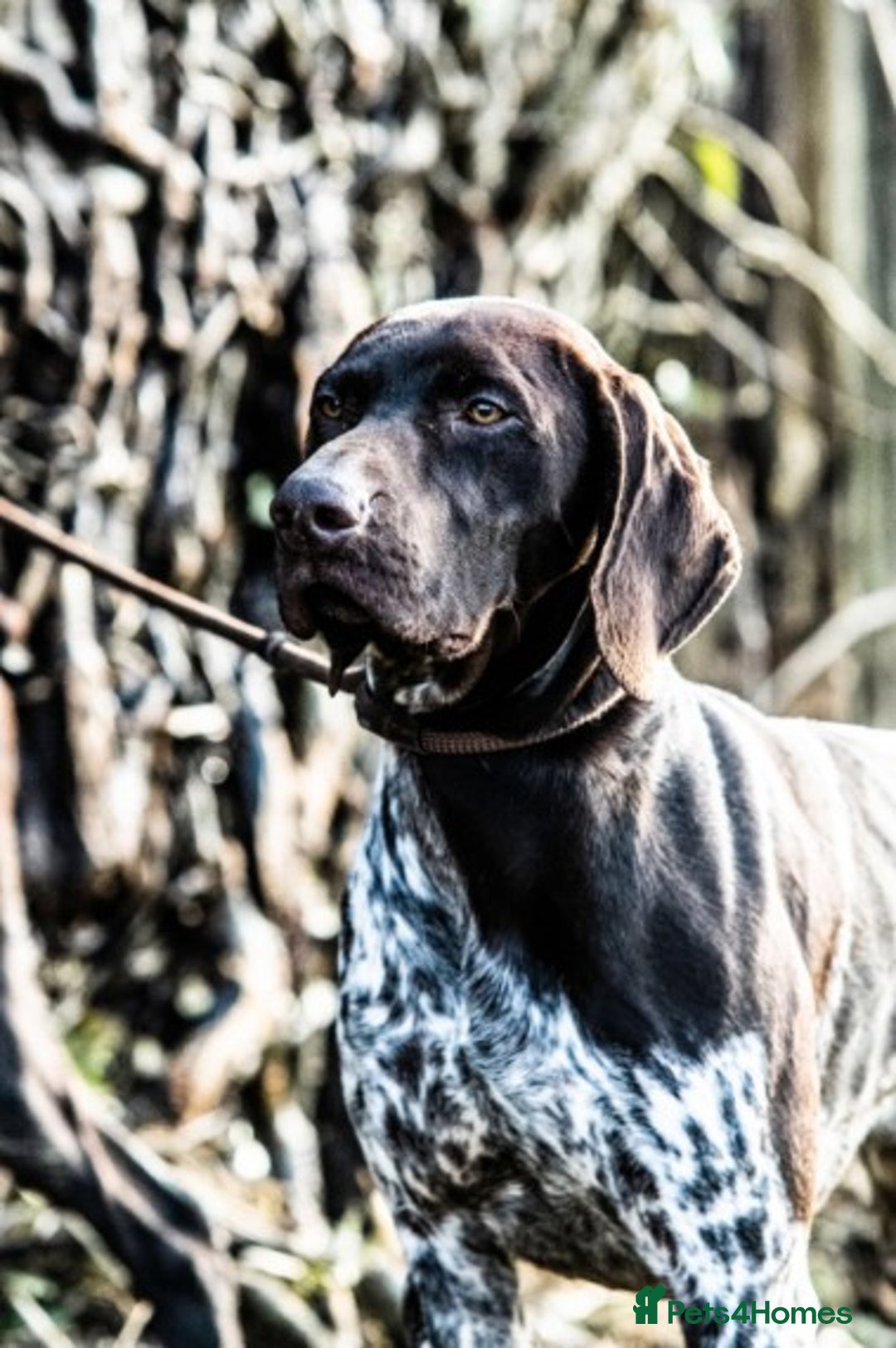 German Shorthaired Pointer dogs for stud: Outstanding GSP for Stud in Southampton - Image 6