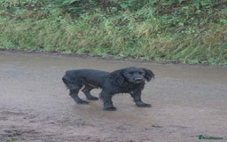 Cocker Spaniel dogs for sale: Beautiful working Cocker spaniel puppies  - Image 10