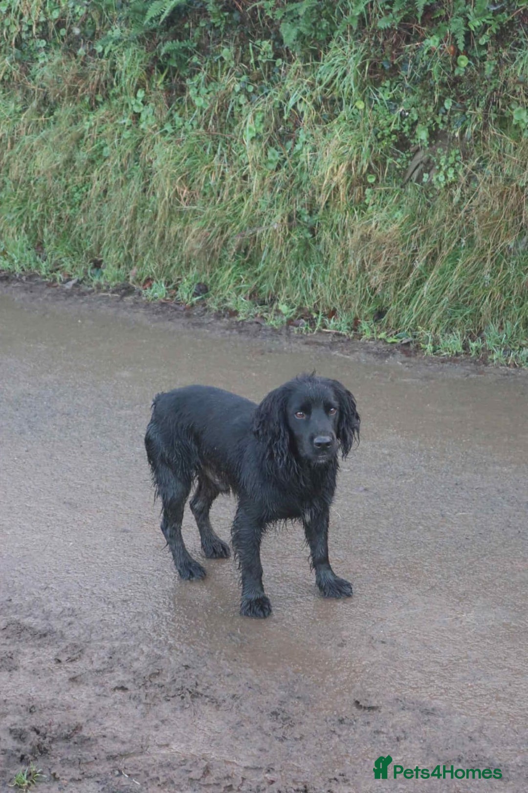 Cocker Spaniel dogs for sale: Beautiful working Cocker spaniel puppies  - Image 10
