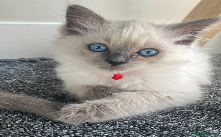 Ragdoll cats - Advert 8