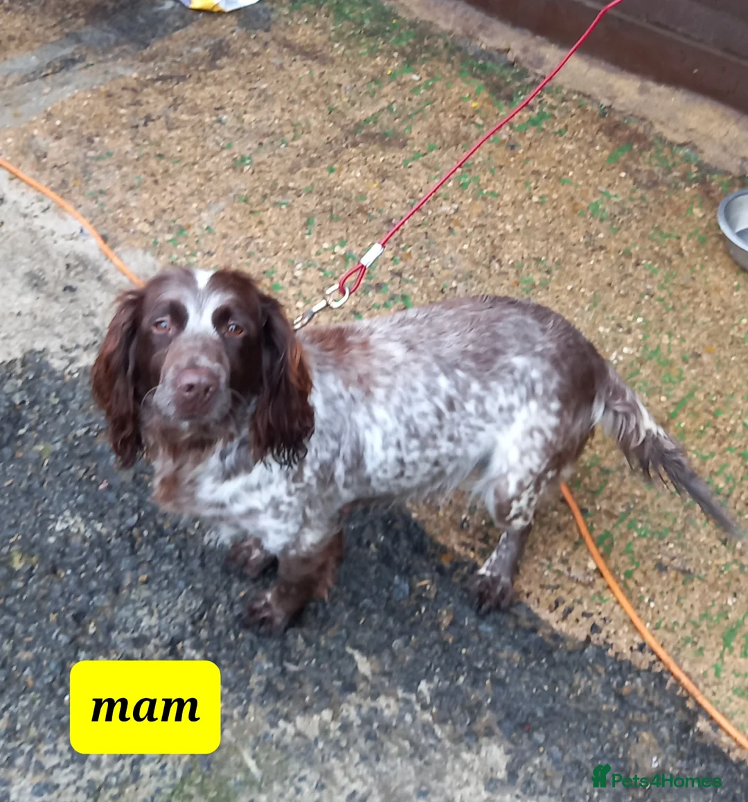 Cocker Spaniel dogs for sale: Gorgeous chocolate cocker spaniels  - Advert 1