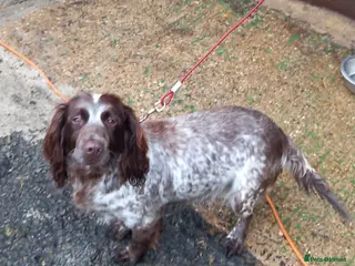 Cocker Spaniel dogs Gorgeous chocolate cocker spaniels - Advert 2