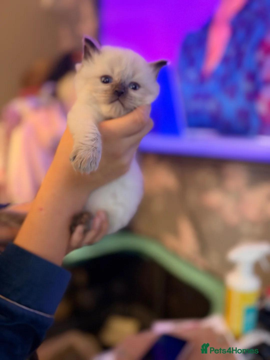 Ragdoll cats for sale: Ragdoll kittens for sale  in Romford - Advert 10
