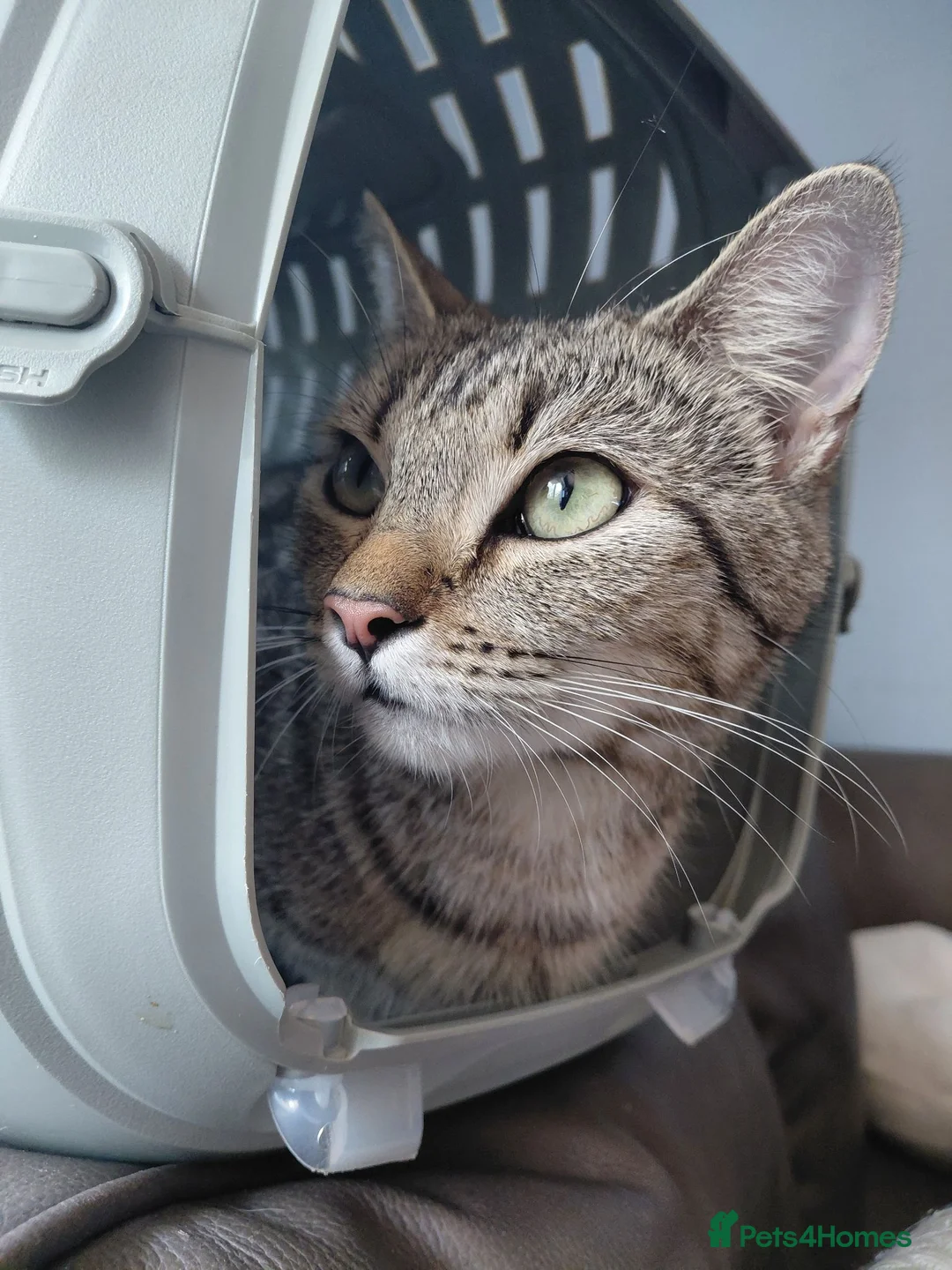 Mixed Breed cats for sale: Female Cat - Advert 2