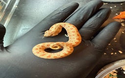 Snake reptiles for sale: Cb25 Hognose snakes AMAZING  - Image 4