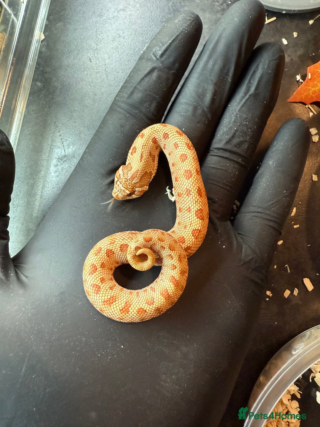 Snake reptiles for sale: Cb25 Hognose snakes AMAZING  - Image 4