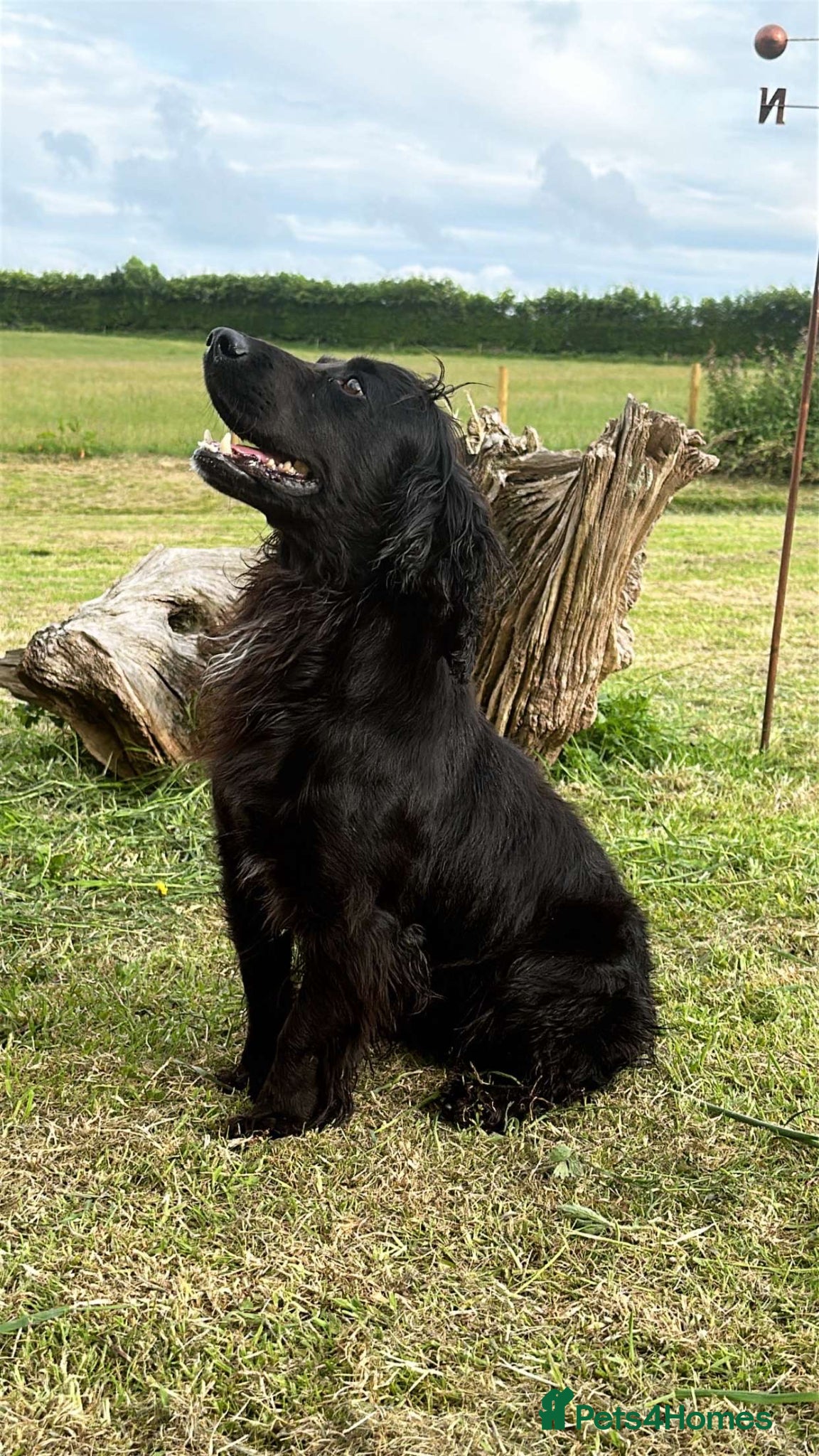 Cocker Spaniel dogs Black working cocker for stud  - Advert 2
