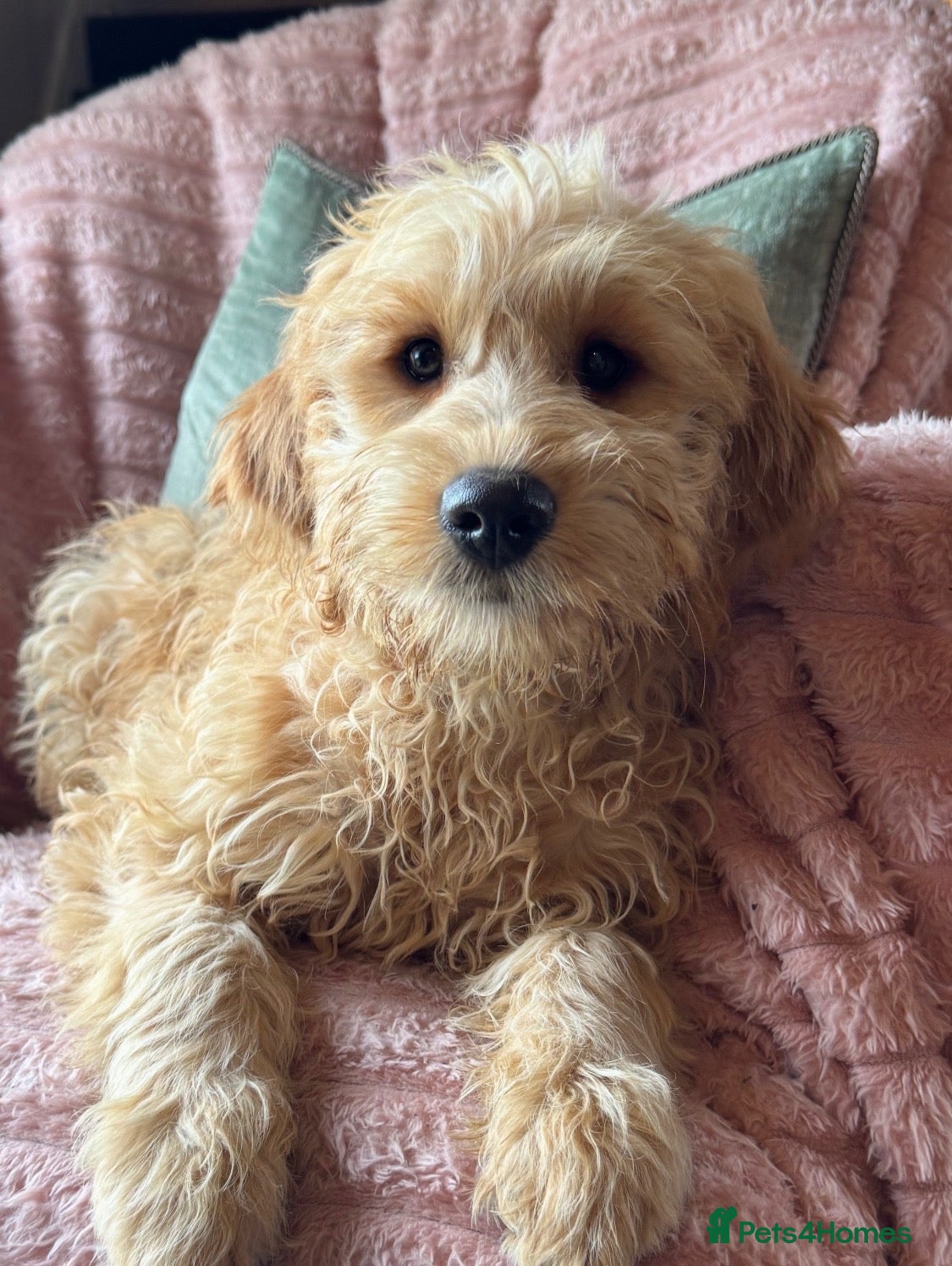 Mini Goldendoodle dogs for sale: Healthy Happy Goldendoodle Puppies - Advert 1