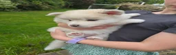 Pomsky dogs for sale: ​3 Stunning Blue-Eyed Pomsky Princesses in Addlestone - Advert 28