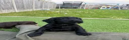 Cocker Spaniel dogs for sale: Working Cocker spaniel puppies  - Advert 6
