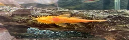 Plecos fish for sale: Blue-eye lemon Bristlenose pleco juveniles  - Advert 11