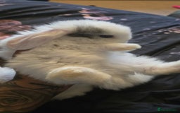 Mini Lop rabbits for sale: Stunning baby lops!  in Stone - Image 9