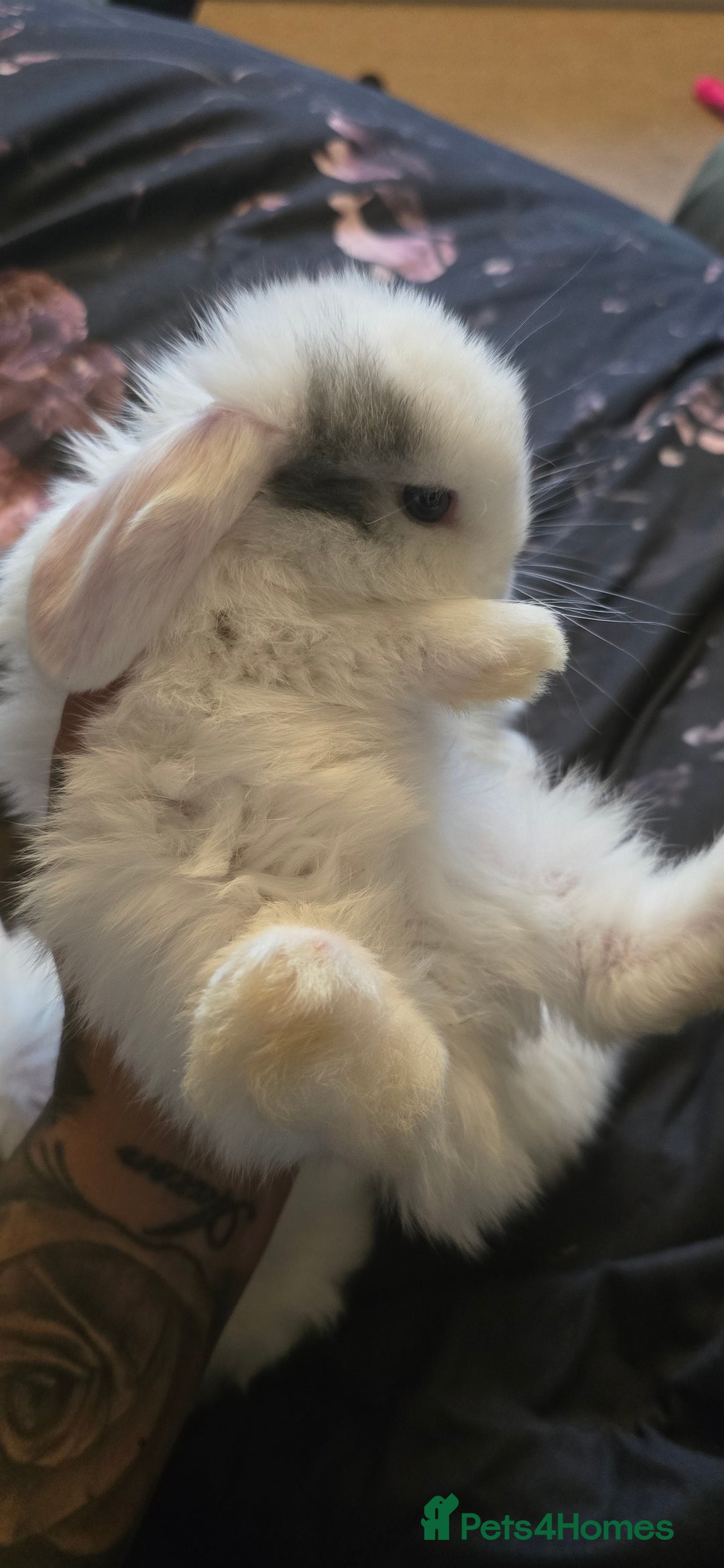 Mini Lop rabbits for sale: Stunning baby lops!  in Stone - Image 9