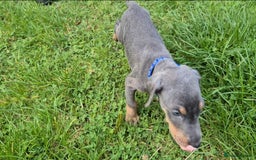 Dobermann dogs for sale: ⭐️⭐️⭐️⭐️⭐️x1Top bloodline.Dobermann puppy - Image 5